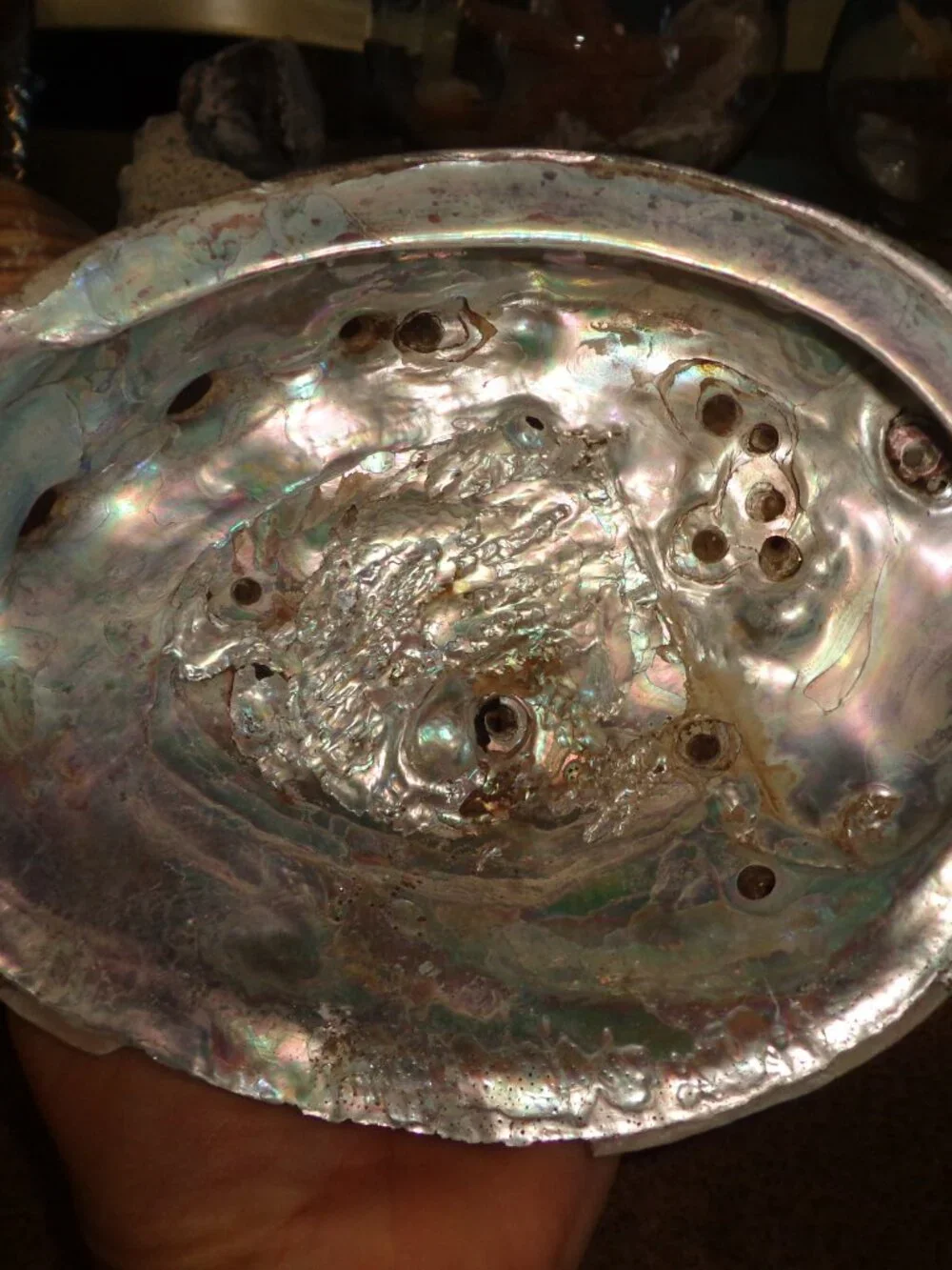 Sea Shell Authentic Silver Azule Abalone 7